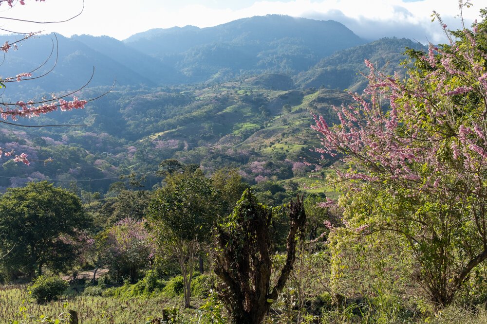 Slovák dováža unikátnu kávu priamo z Hondurasu