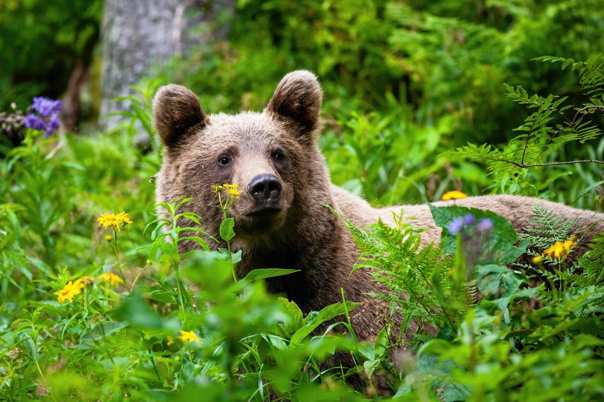 Aké zásady by ste mali dodržať pri pohybe v území s výskytom medveďov