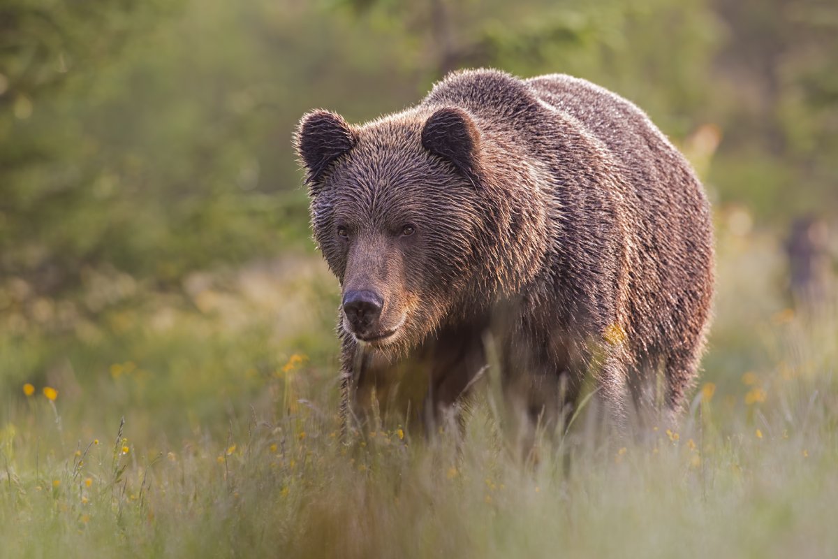 Aké zásady by ste mali dodržať pri pohybe v území s výskytom medveďov