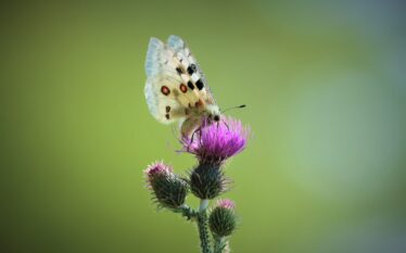 Vzácnym druhom živočíchov Muránskej planiny svitá na lepšie časy