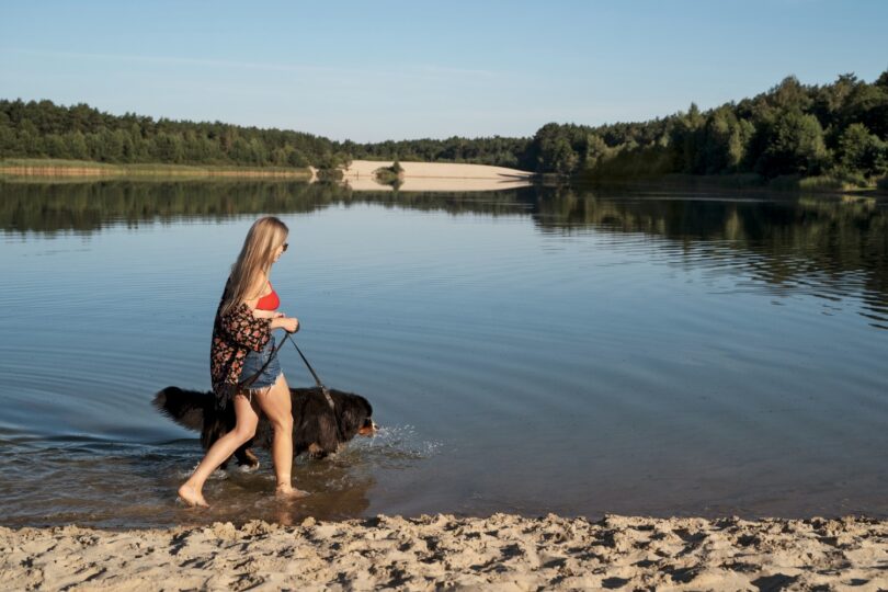 Kam so psom k vode na Slovensku: jazerá, priehrady a psie pláže